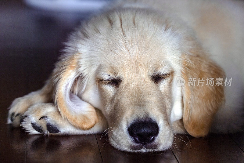 特写睡眠七周大的金毛猎犬小狗，正面