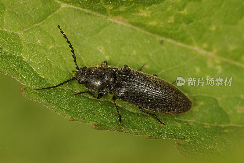 这是一只深色的咔嗒甲虫的特写，它叫黑耳甲虫，正坐在一片绿叶上