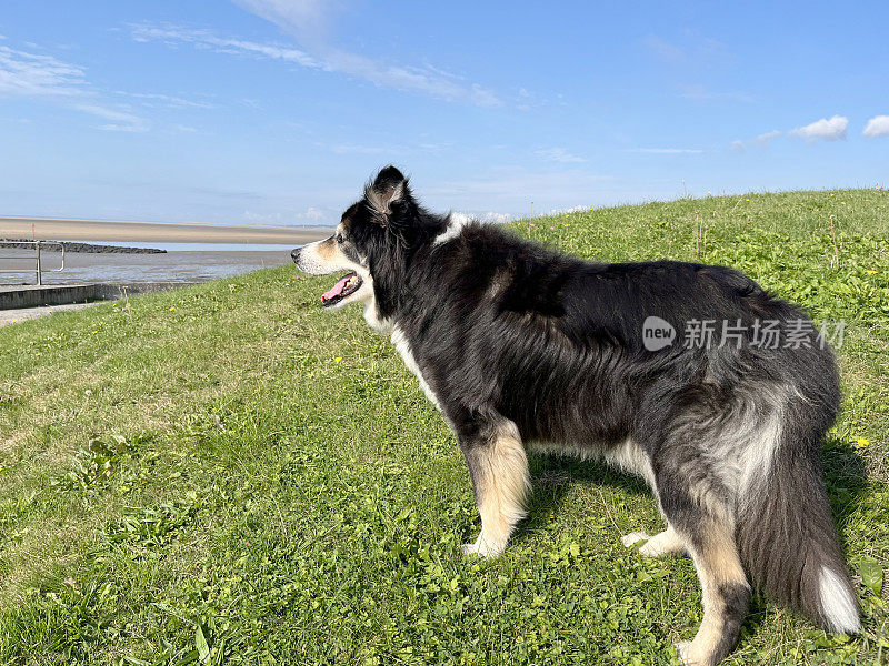 高级边境牧羊犬近距离肖像