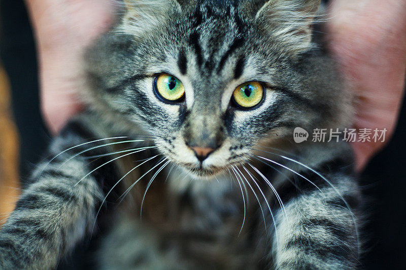 一只毛茸茸的虎斑猫的肖像