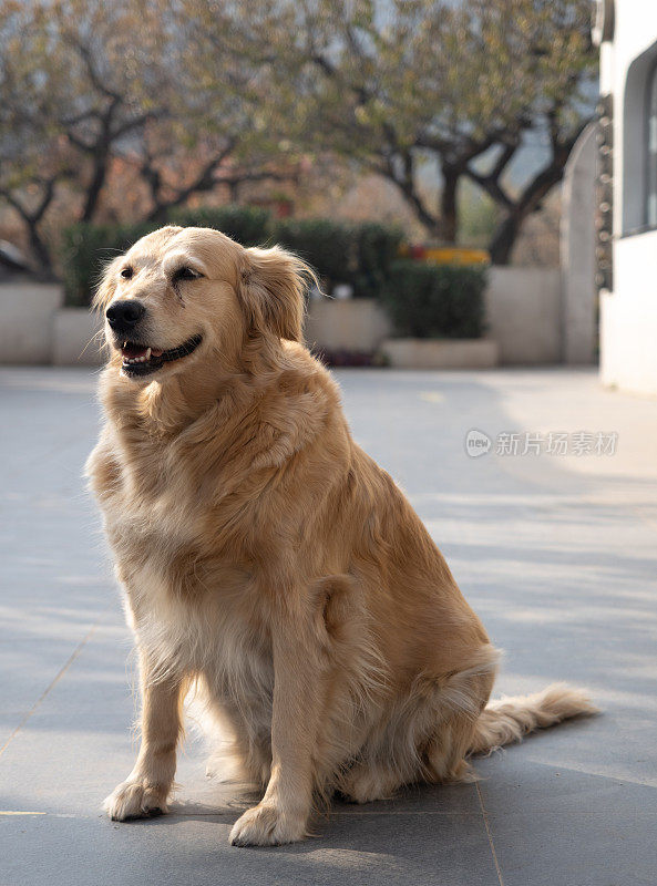 金毛猎犬