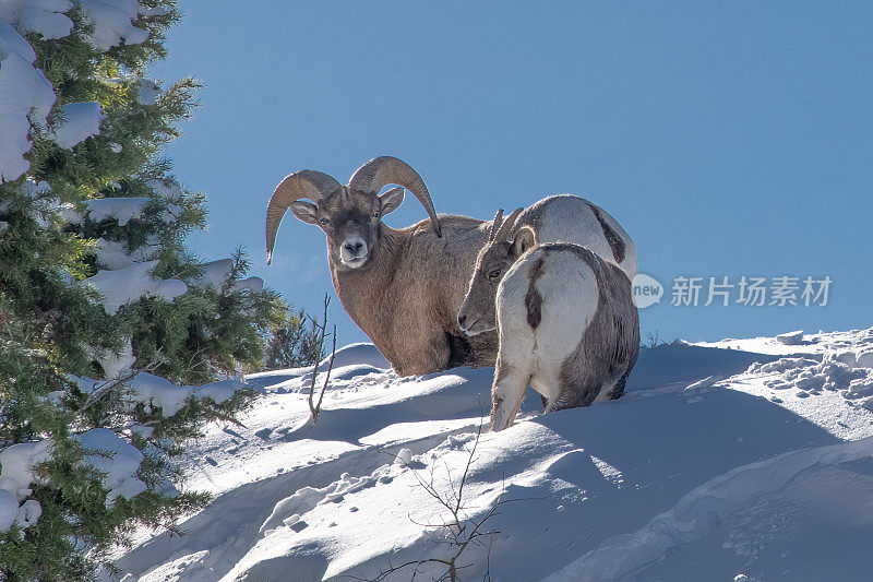 在美国黄石国家公园怀俄明州西北部，一只大角羊在雪山上吃草，旁边是一只小大角羊。