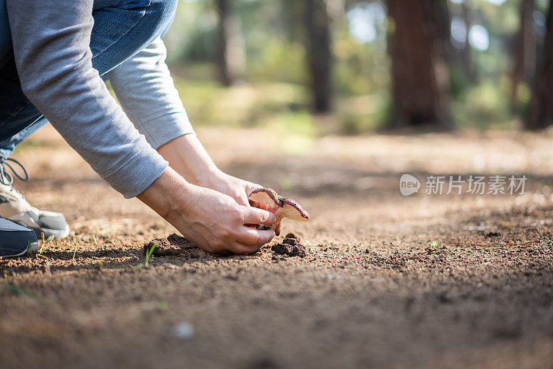 女人们亲手收集蘑菇，找到美味的蘑菇