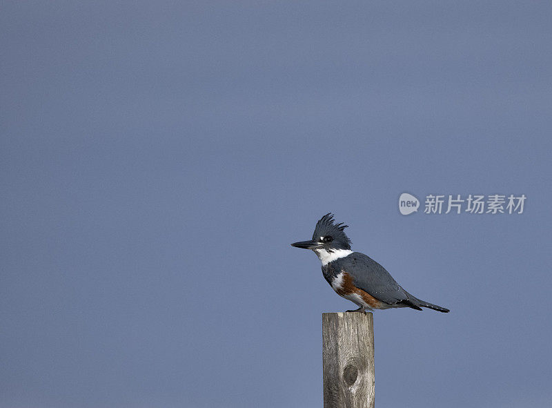 腰带翠鸟栖息在一根木杆，三角洲，BC，加拿大