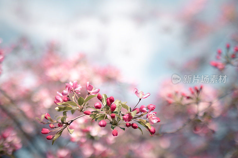 七彩开花树