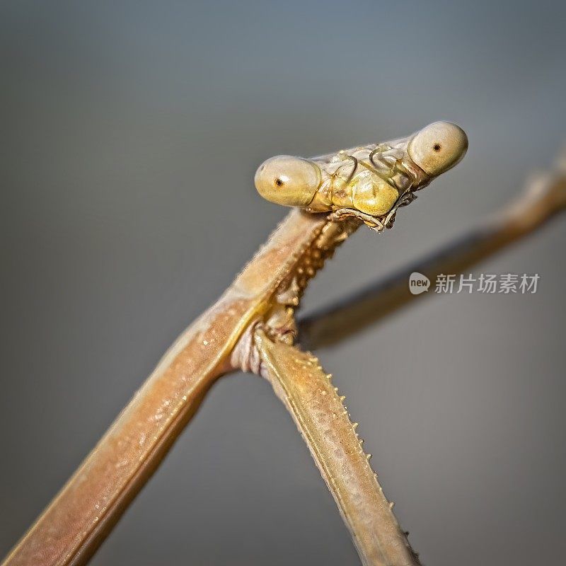 竹节虫(phasmatoia)