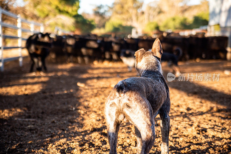 工作中的澳大利亚牧牛犬