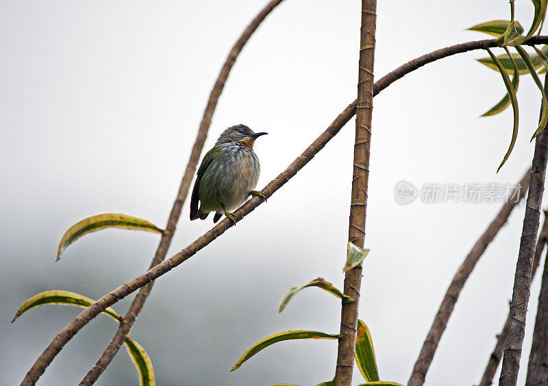 孤独的雌性闪亮蜜爬行鸟，哥斯达黎加