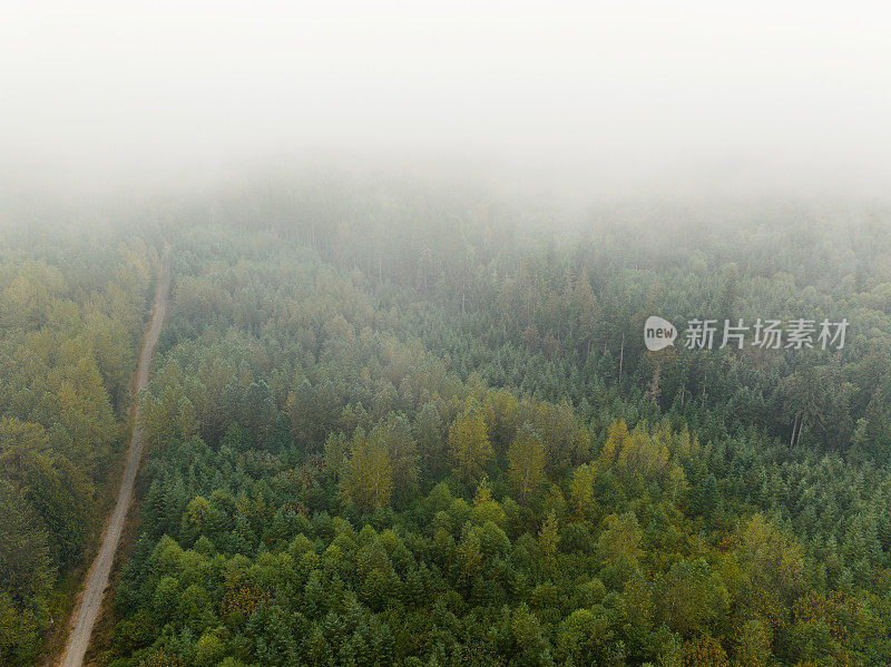 在西北太平洋地区一个受管理的森林中，薄雾升起