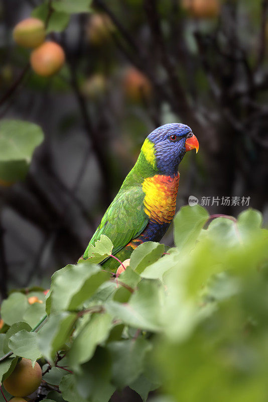 彩虹鹦鹉（摩鹿加毛滴虫）