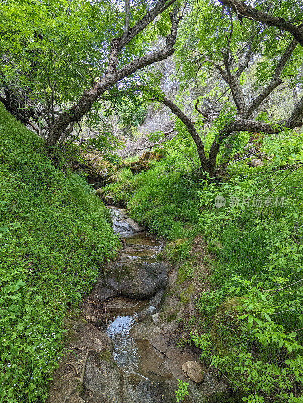 在通往矿王的道路上，靠近盐溪、三河和卡威亚湖的凯斯山娱乐管理区的橡树林地