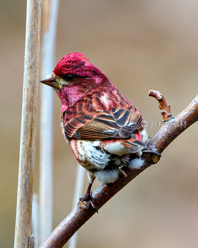 紫雀图片。雄性特写后视镜，栖息在树枝上，红色羽毛，周围环境背景模糊。