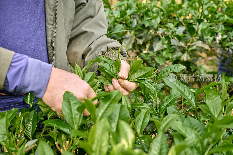 一位亚洲女性在茶园采摘茶叶。