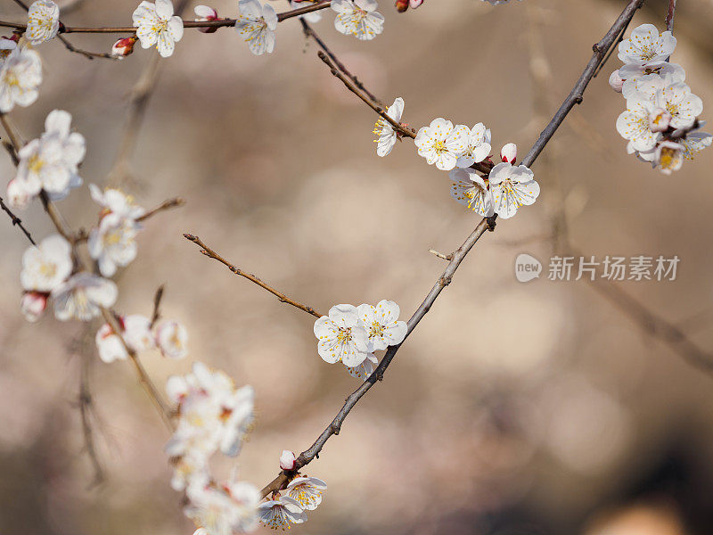 梅花在春天发芽