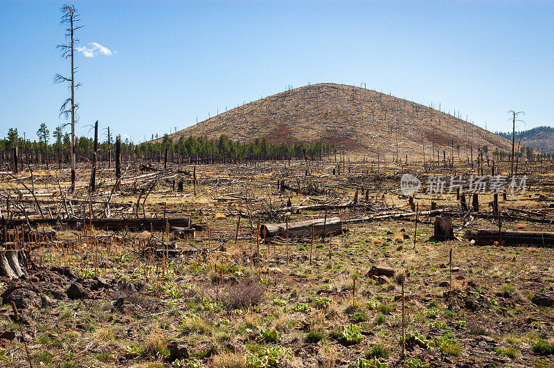 科科尼诺国家森林大火烧毁的树木