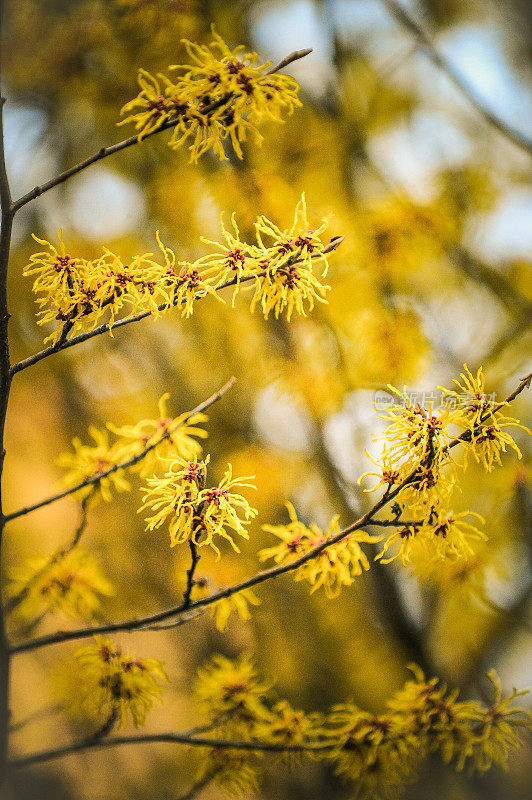 树开花