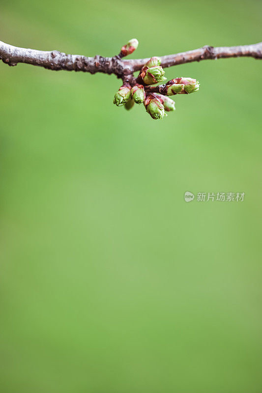 春天的花朵