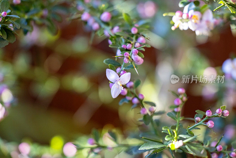 特写澳大利亚本土手指青灌木与芽和花，背景与文字空间