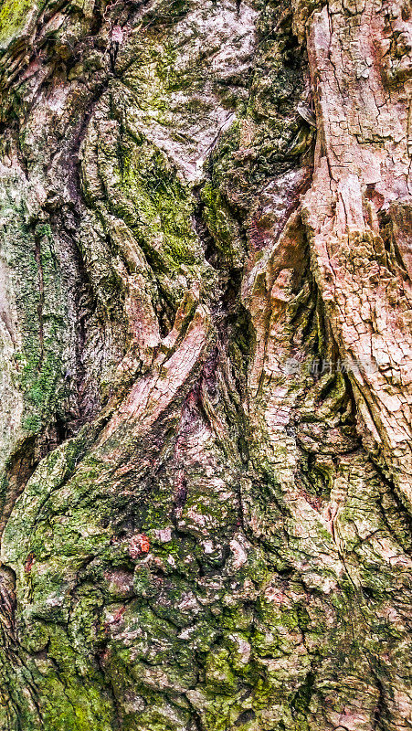 老黑杨树的高分辨率图像深沟槽交织树皮斑块苔藓和地衣生长细节