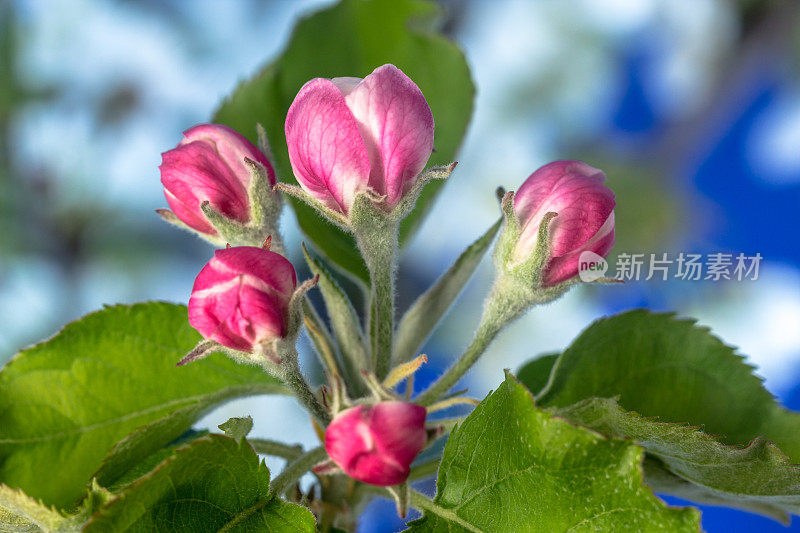 一棵苹果树的照片，白色的花朵盛开，生长在蓝色的背景上。海棠盛开的花。白色的小花，在蓝色的背景上生长和盛开。