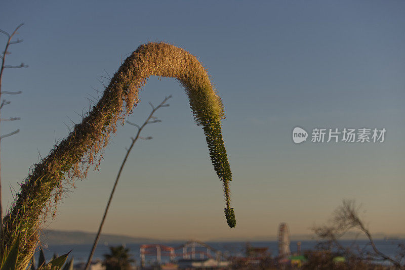 日落时奇怪的植物