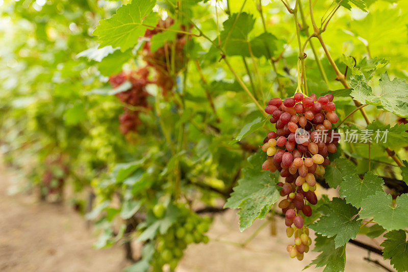 灌木上的红葡萄。葡萄园的农场。酒厂。绿色的树叶。葡萄树。秋天