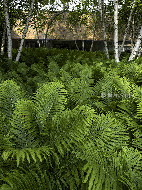 蕨类植物和桦树