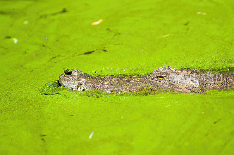 背景中绿色湖泊里的鳄鱼——冈比亚