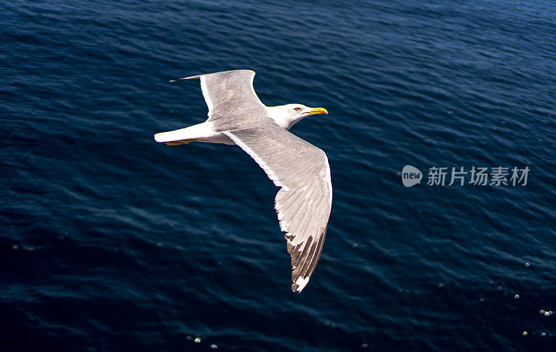 海鸥飞过海面