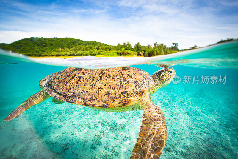 近距离接触在冲绳水域游泳的海龟