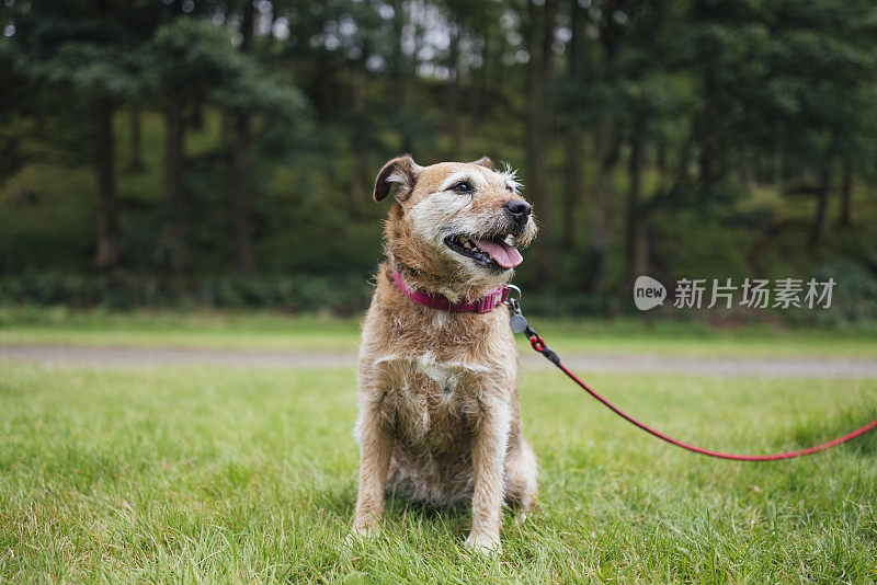 牵着狗的狗