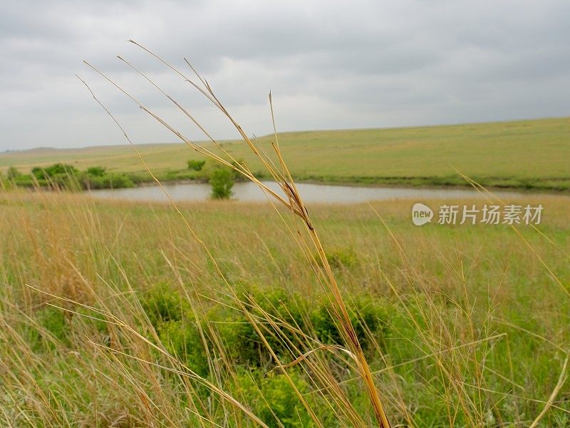 在堪萨斯州的高草草原保护区，高草在风中飘扬