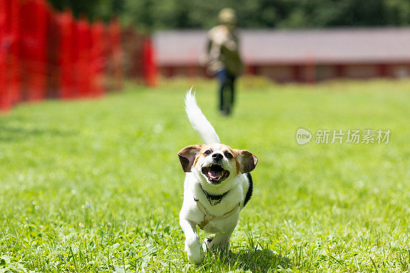 一只兴奋快乐的小猎犬在狗狗公园里奔跑