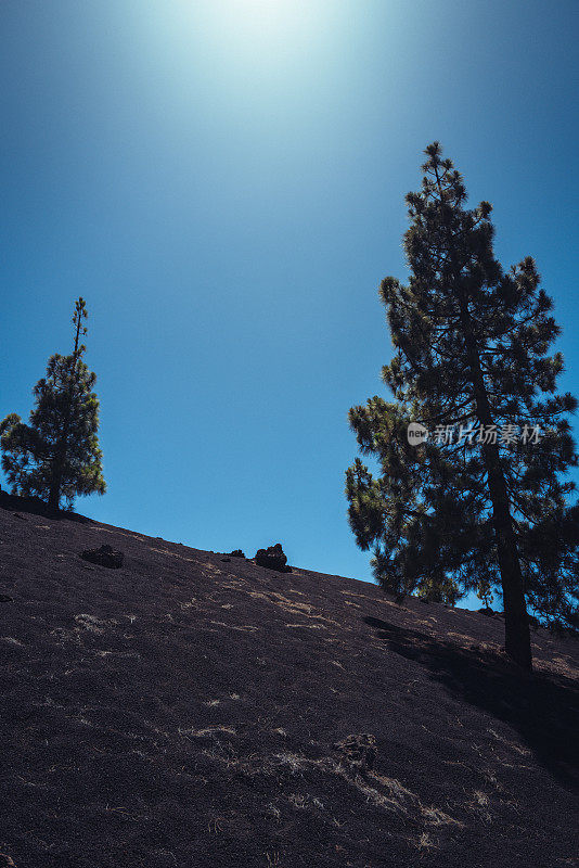 加那利群岛泰德火山景观中的松树恢复力