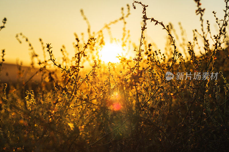 夕阳西下的宁静景象和南加州山间树叶的剪影