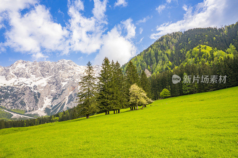 春天的阿尔卑斯山卡姆尼克草原