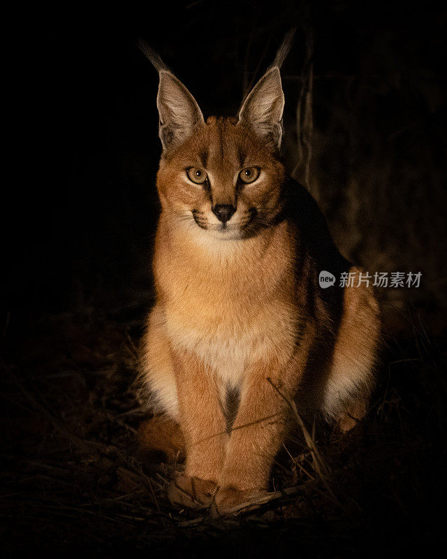 夜游途中的野猫