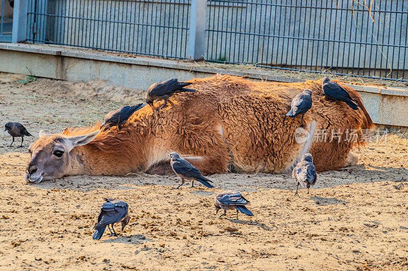 一只美洲驼躺在地上，周围都是乌鸦。农场里的成年棕色羊驼。农场动物园里的羊驼特写肖像照片。