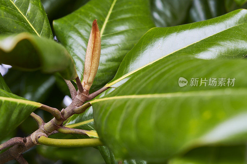 木兰植物