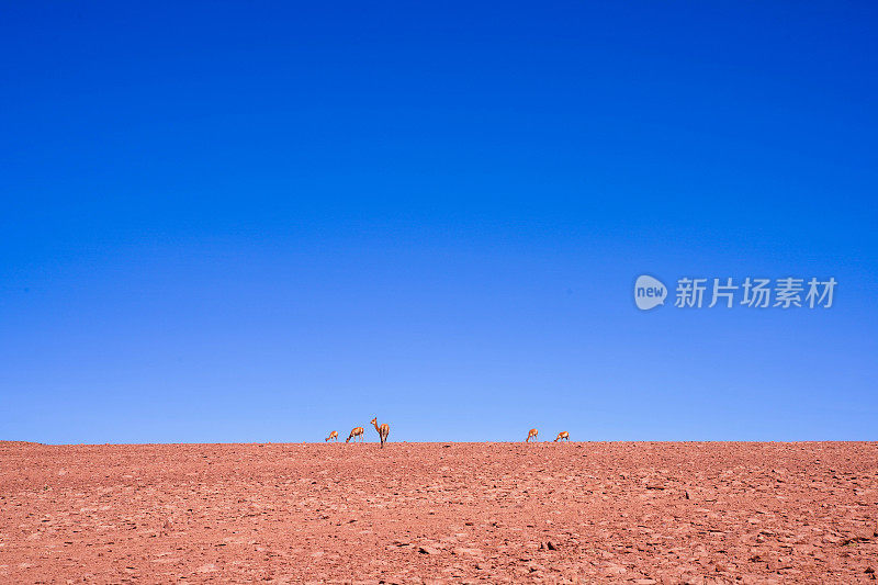 智利安第斯高原阿塔卡马沙漠的野生瓜纳科骆马