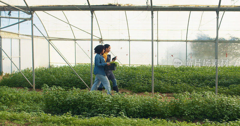 两个农民走过温室隧道，种菜，从左到右