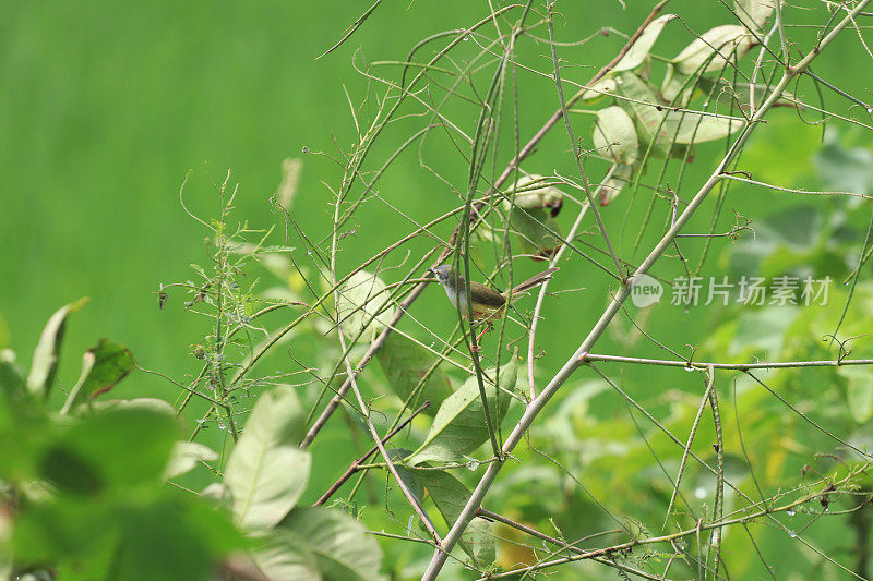 鸟儿栖息在树枝上