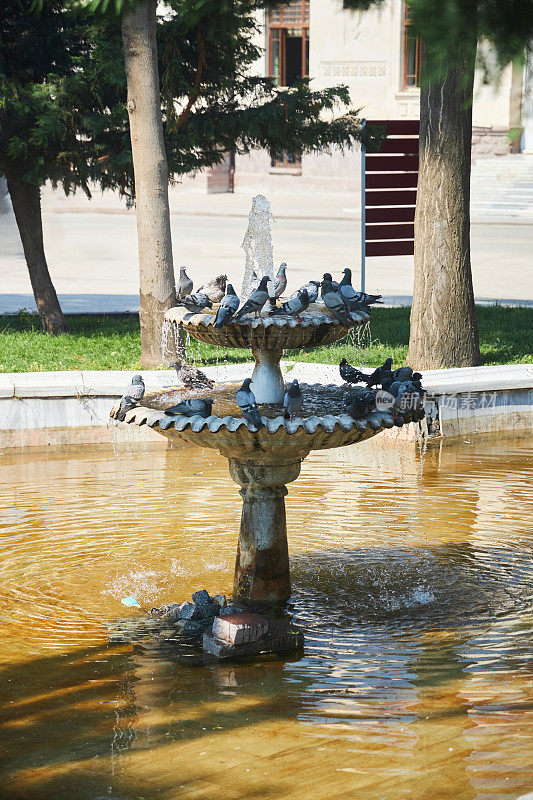 鸽子在一个古老的喷泉里洗澡。南方城市的炎热