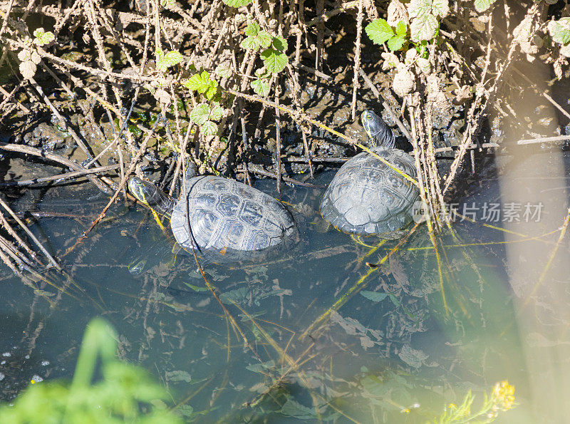 红耳龟在一条严重污染的河道上