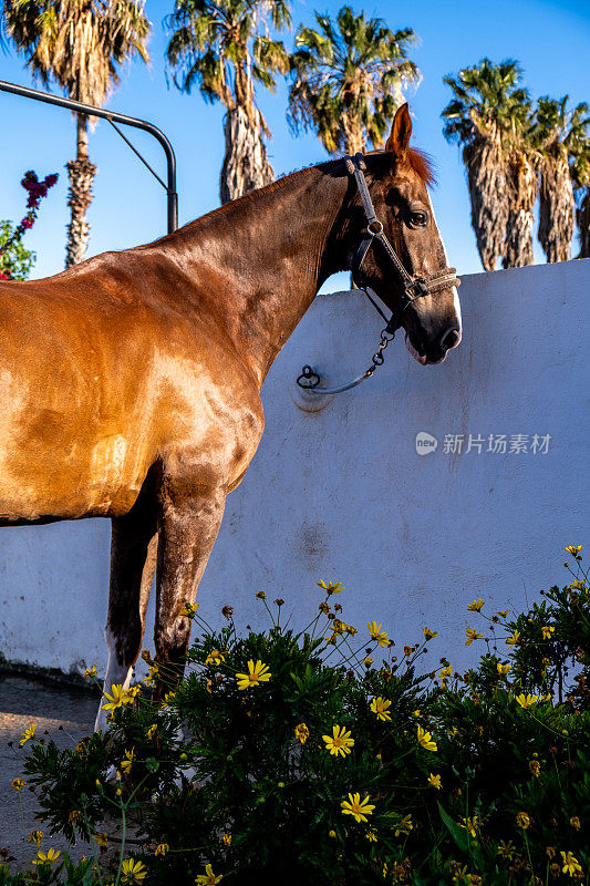 一匹棕色的马在马厩的洗衣房里晒日光浴。