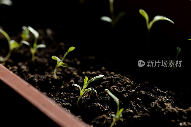 生菜幼苗在一个容器中种植在地面上