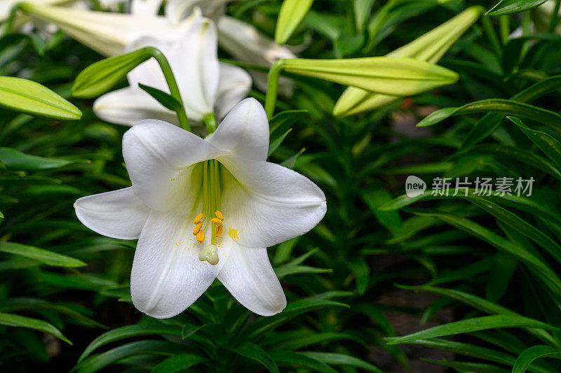 白色复活节百合的特写