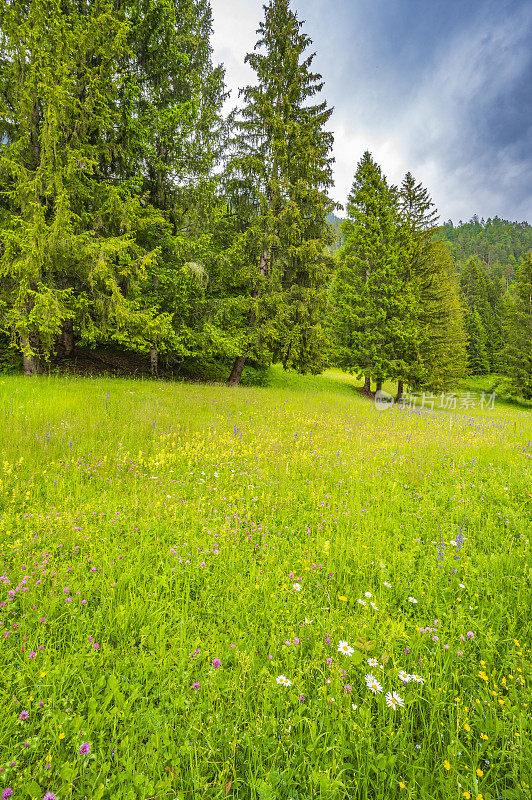 春天的奥地利，魏森河畔长满野花的草地