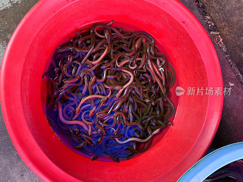 特写图片，红色塑料桶里装满了在水中游泳的活鳗鱼(小鳗鱼)，高架视图