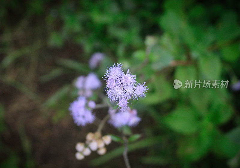 野草白花为背景